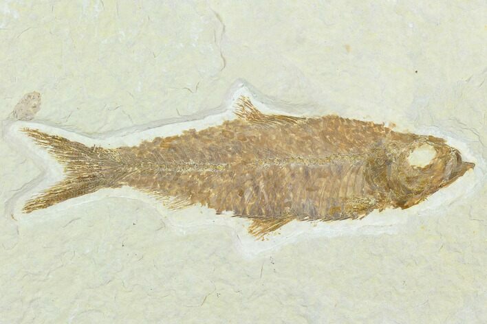 Fossil Fish (Knightia) - Green River Formation #130322
